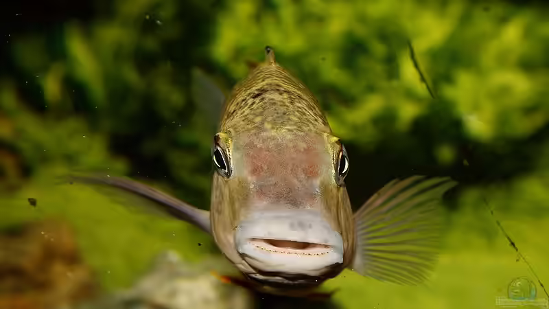 Simochromis Diagramma WF Bock  von Turgut Sen (8)