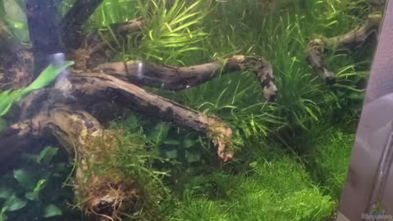 Simse schnitt von Ayahuasca (118)