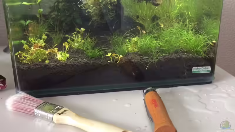 Simse2 raus, Klee rein von Ayahuasca (158)