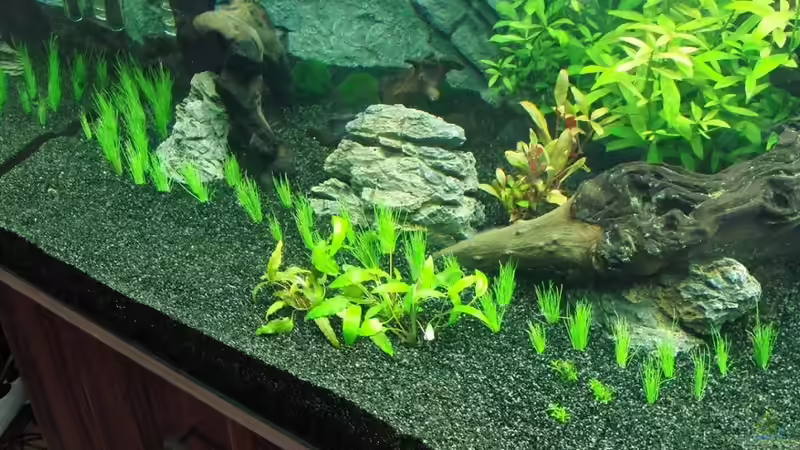 Simsing von Microsash (16)