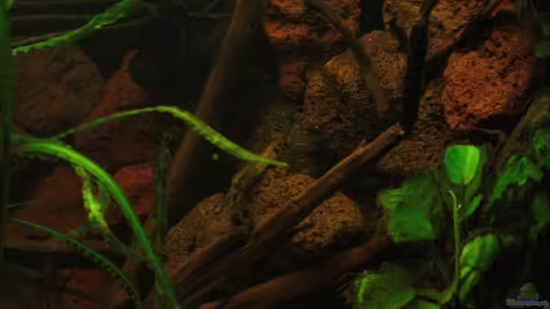 Simulierte Uferböschung rechte Seite mit Anubias und Wurzeln von Bämbel (20)