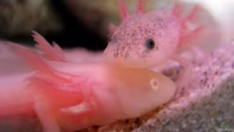 Sin se net putzig... hach :-) von Una (16)