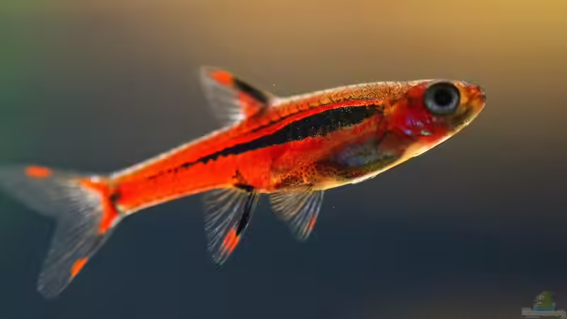 Sind Aquarien mit 54 Litern zur Haltung von Fischen wirklich Pflicht ???