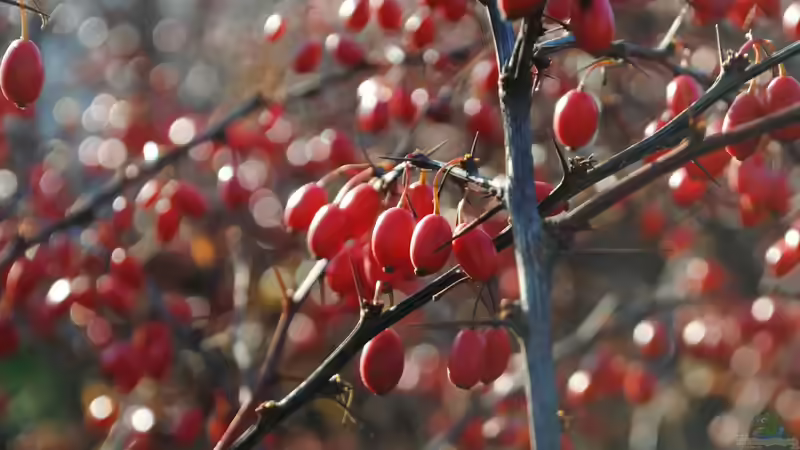 Sind die Früchte der Kornelkirsche essbar und welchen ökologischen Nutzen hat sie im Garten?