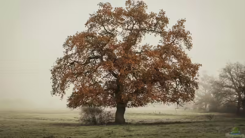 Sind Eichen für den Garten geeignet? Eigenschaften, Vorteile, Herausforderungen und praktische Erfahrungen