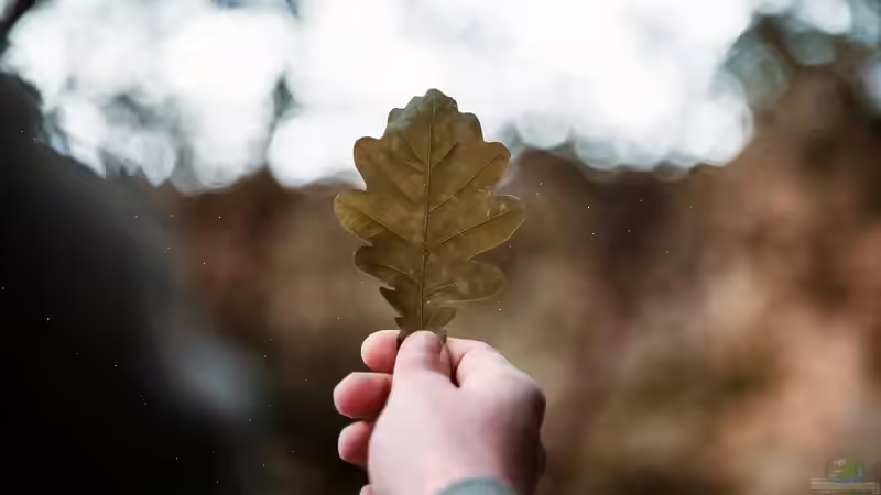 Sind Eichen für den Garten geeignet? Eigenschaften, Vorteile, Herausforderungen und praktische Erfahrungen
