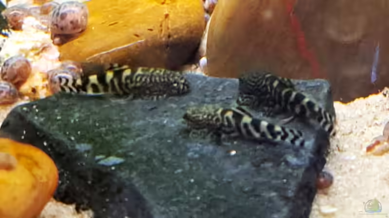 Sind ganz schön gewachsen die kleinen Lineolata von okefenokee (36)