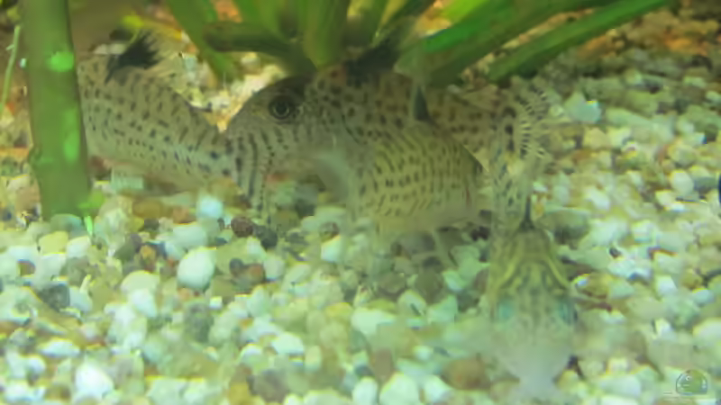 Sind immer am abweiden.,..den Kies vertragen sie gut von Mofafi-Liebhaber (80)