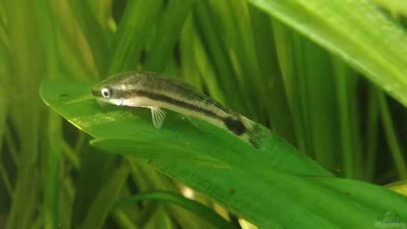 Sind jetzt noch ein wenig nervös. von Lance Hardwood (82)