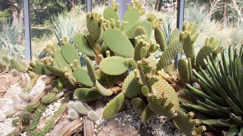 Sind Kakteen und Sukkulenten das gleiche?