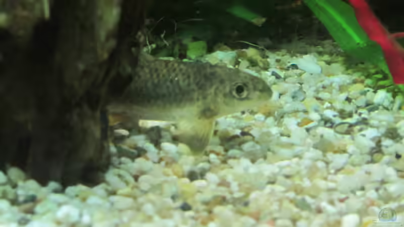 Sind mit Abstand die Aufgewecktesten und Intelligentesten im Becken von Mofafi-Liebhaber (39)