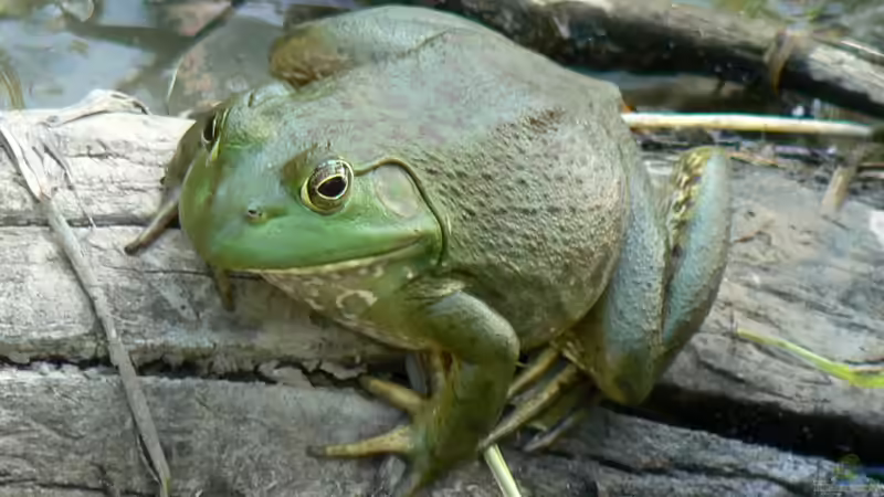 Sind Ochsenfrösche giftig? - Ein Leitfaden für Terrariumfans