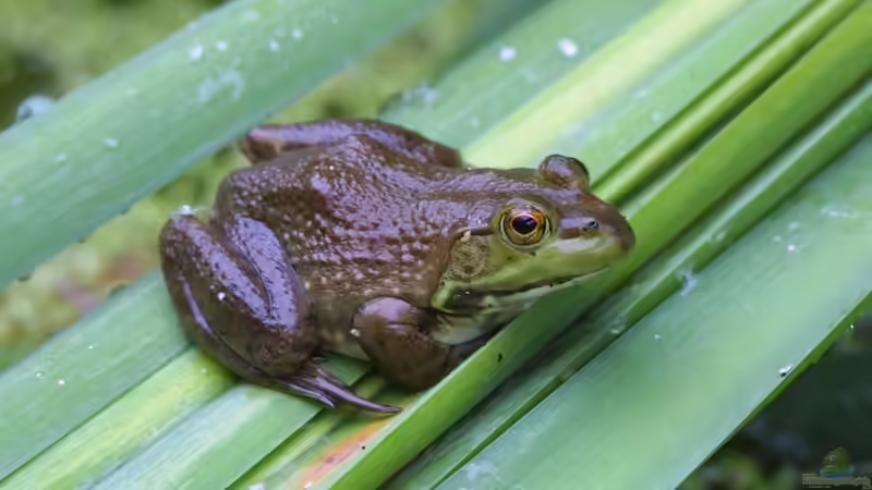 Sind Ochsenfrösche giftig? - Ein Leitfaden für Terrariumfans