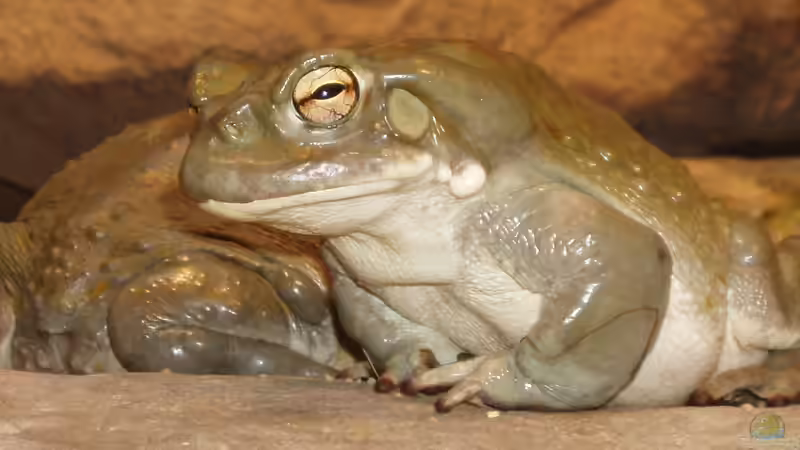 Sind Ochsenfrösche giftig? - Ein Leitfaden für Terrariumfans