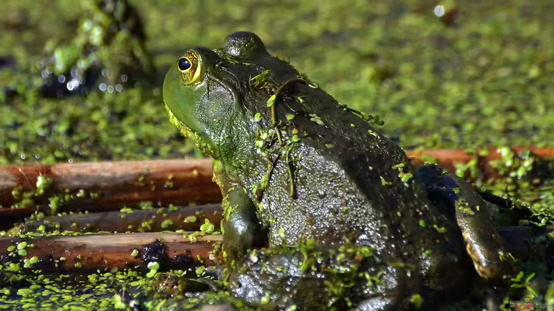Sind Ochsenfrösche giftig? - Ein Leitfaden für Terrariumfans