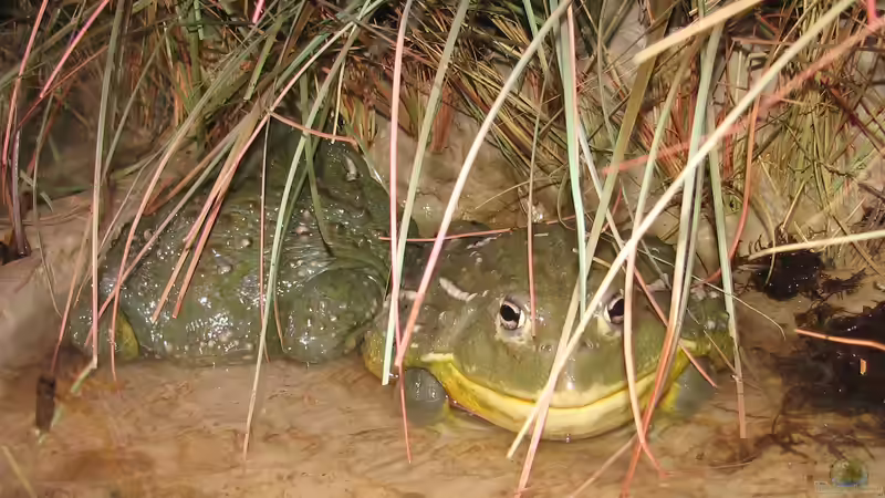 Sind Ochsenfrösche giftig? - Ein Leitfaden für Terrariumfans