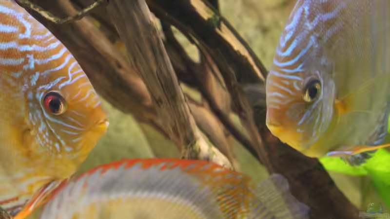 Sind sie nicht herrlich? von Andy Weiss (30)