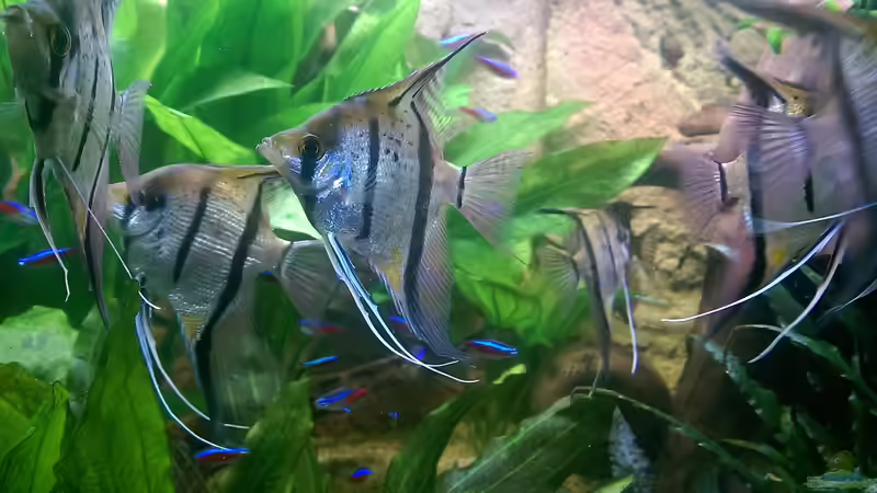 Sind sie nicht schön.. von Ottche (215)