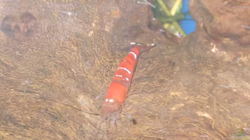 sind sie nicht schön? von Matthias Söldner (4)