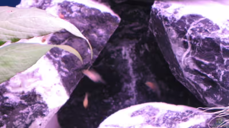 sind sie nicht süß von Malawifreak (8)