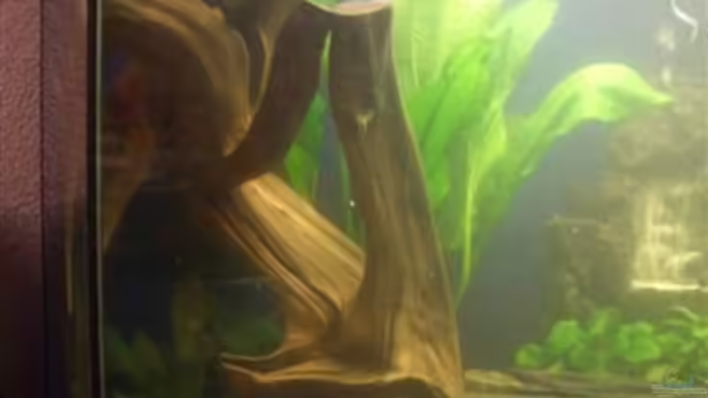 sind zwei Wurzeln  von Tamara Brunner (5)