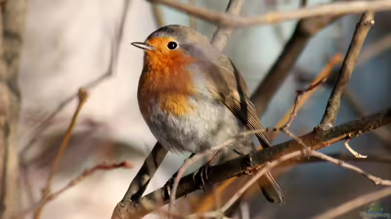 Singvögel: Die beliebteste Vogelgruppe in heimischen Gärten