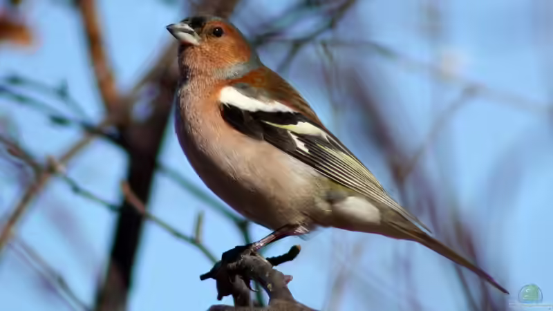 Singvögel: Die beliebteste Vogelgruppe in heimischen Gärten