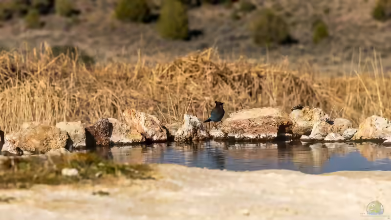 Sinkender Wasserstand: Ein Problem für die Teichpflanzen?