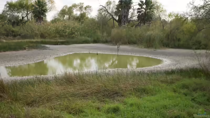 Sinkender Wasserstand: Ein Problem für die Teichpflanzen?