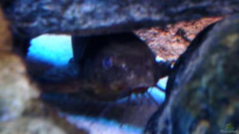 Sinodontis von Vladi (24)