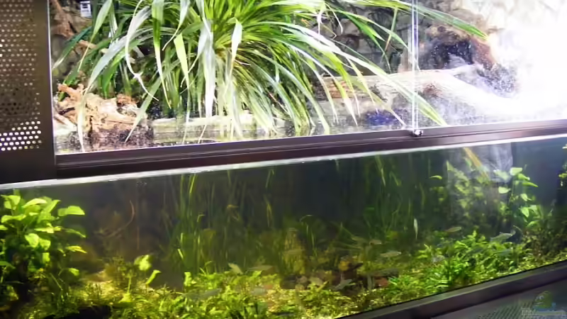 Sintflut im Regenwald 