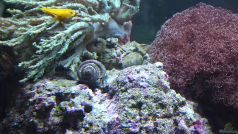 Sinularia - Weichkoralle grün von ~Sascha~ (11)