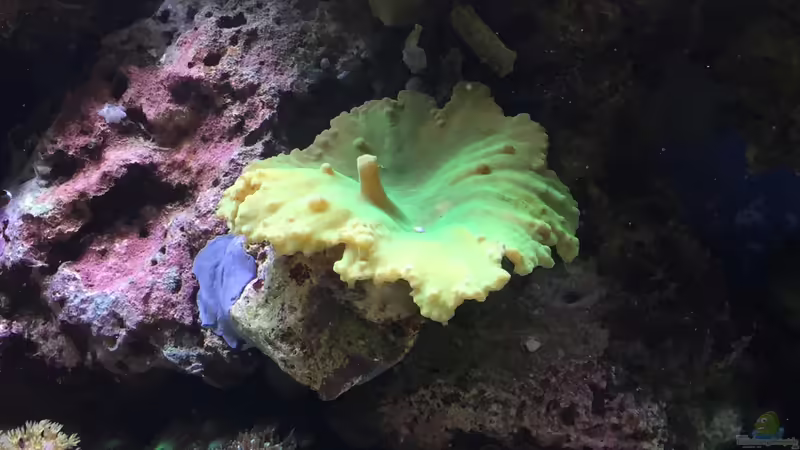 Sinularia brassica  von Embasch (13)