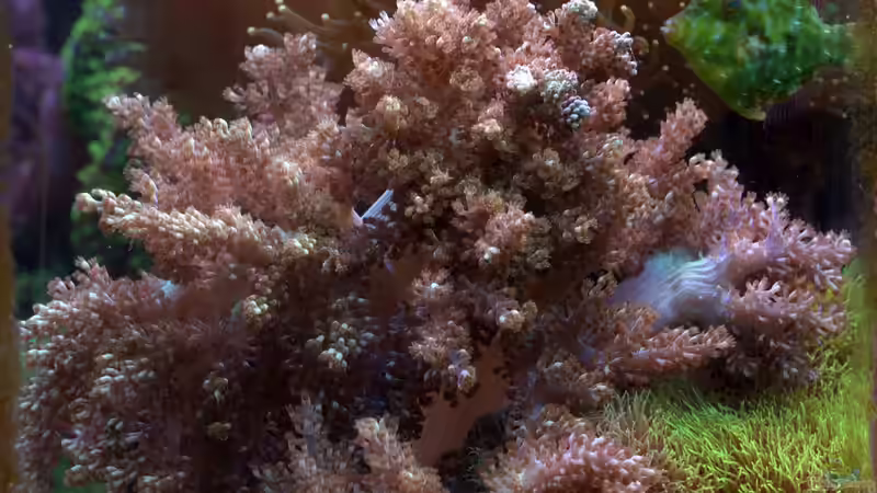 Sinularia cf. notanda - Sinularia (Kenia-Bäumchen) von Holger Höhn (17)