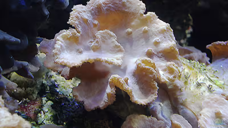 Sinularia dura von becki2 (25)