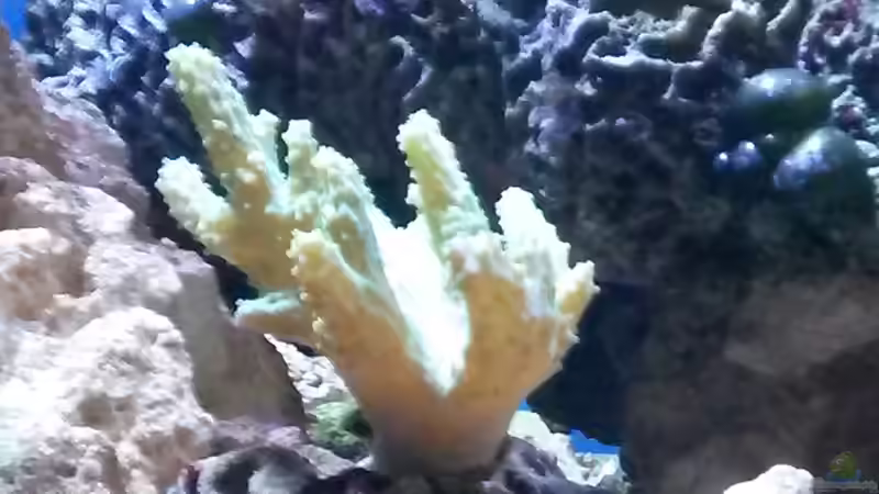 Sinularia sp. 05 - Weichkoralle grün von Wiege (10)