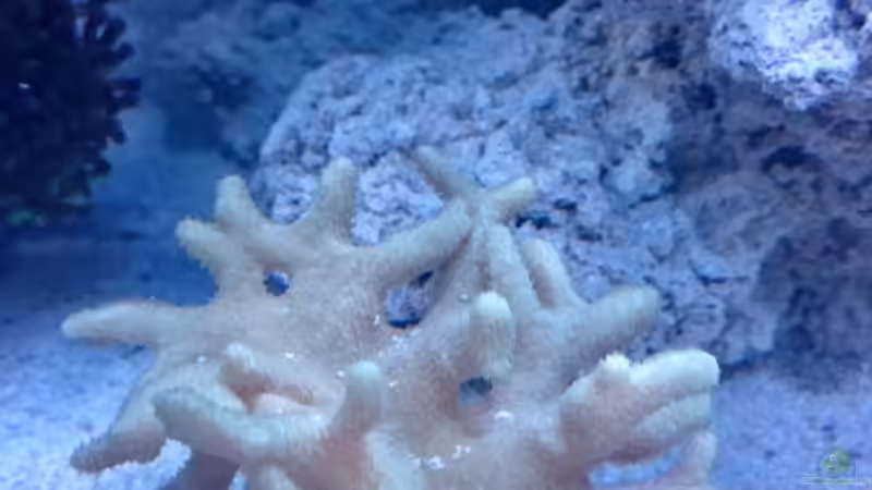 Sinularia sp. von ~Elena~ (21)