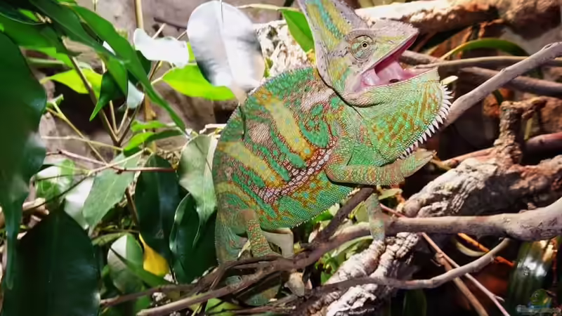 Sir Leopold in gewohnt bester Laune von Cichliden-Kabuff (1)