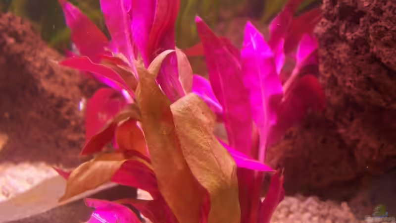 Sitzendes Papageienblatt von jhgfsjgfhl (5)