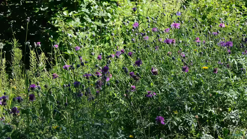 Skabiosen - filigrane Dauerblüher für sonnige Beete und naturnahe Gärten