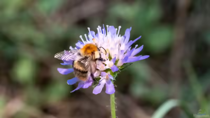 Skabiosen - filigrane Dauerblüher für sonnige Beete und naturnahe Gärten
