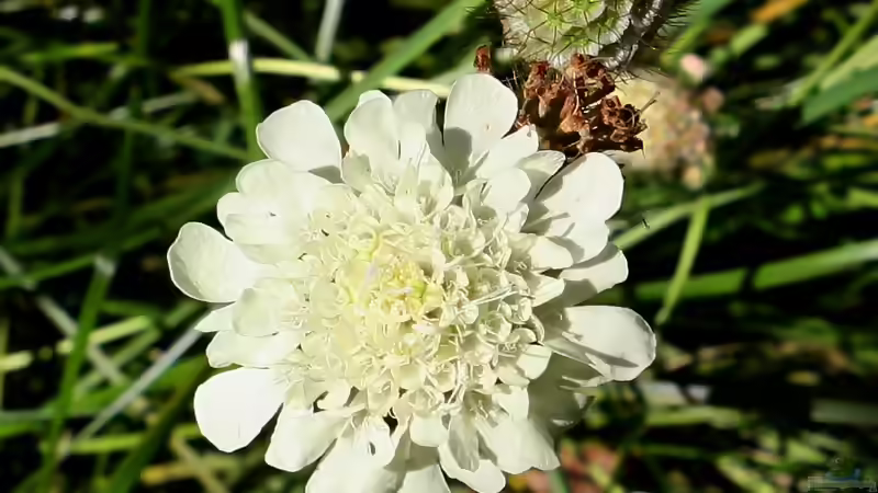 Skabiosen - filigrane Dauerblüher für sonnige Beete und naturnahe Gärten