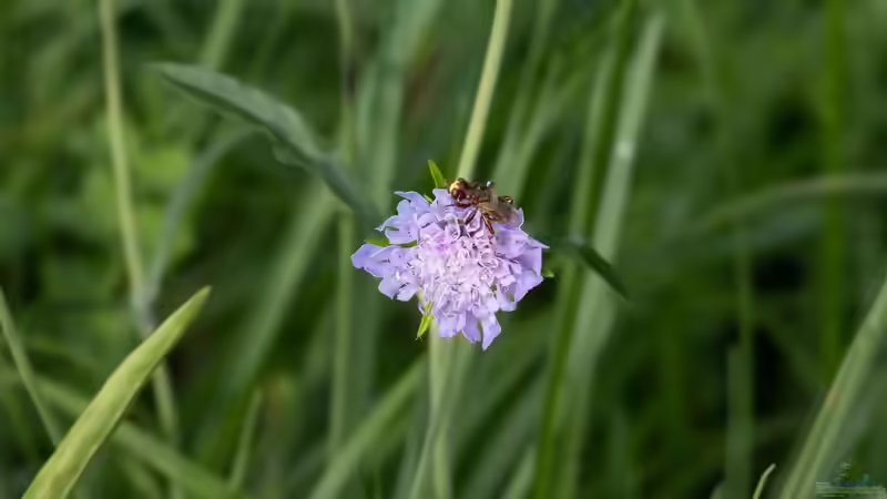 Skabiosen - filigrane Dauerblüher für sonnige Beete und naturnahe Gärten