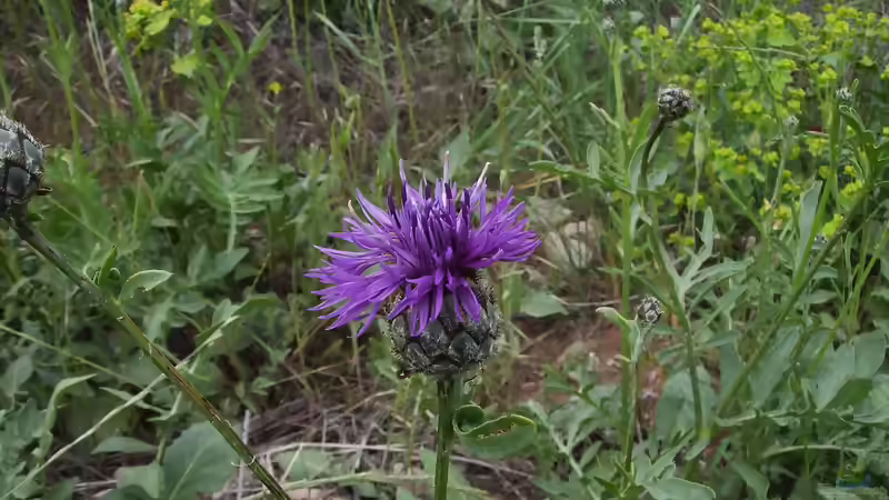 Skabiosen - filigrane Dauerblüher für sonnige Beete und naturnahe Gärten