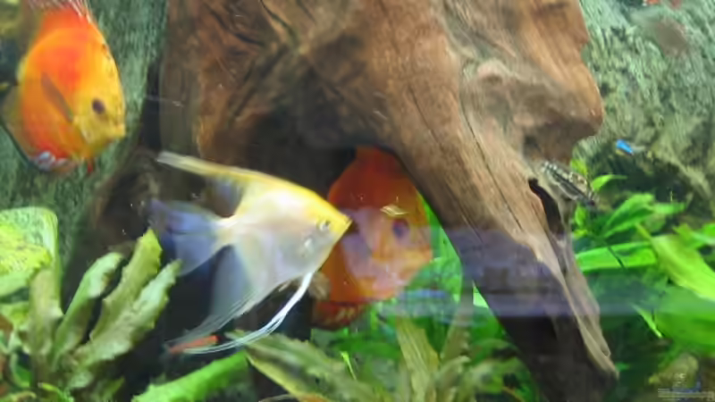 Skalar - Art / Goldrücken von Friedrich Straßl (14)