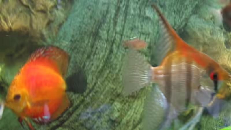 Skalar - Art / Rotrücken von Friedrich Straßl (12)