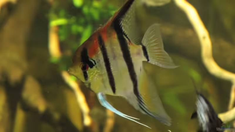 Skalar / Segelflosser - Pterophyllum scalare von Kurt Osterhoff (54)