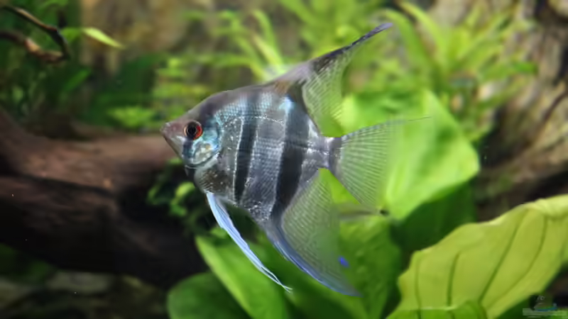 Skalar, Pterophyllum von Aquarienlandschaften (42)