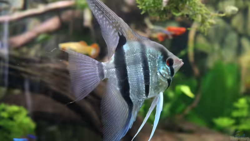 Skalar, Pterophyllum von Aquarienlandschaften (43)