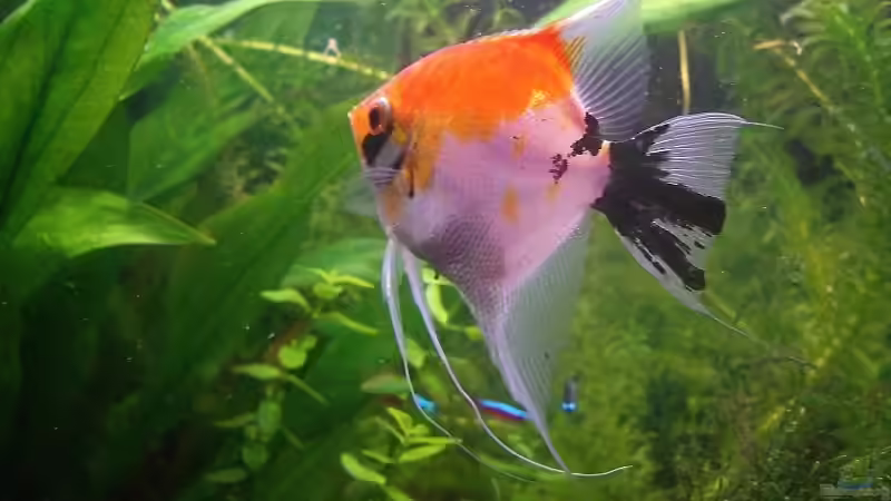 Skalar 1 von Mausimaus (6)